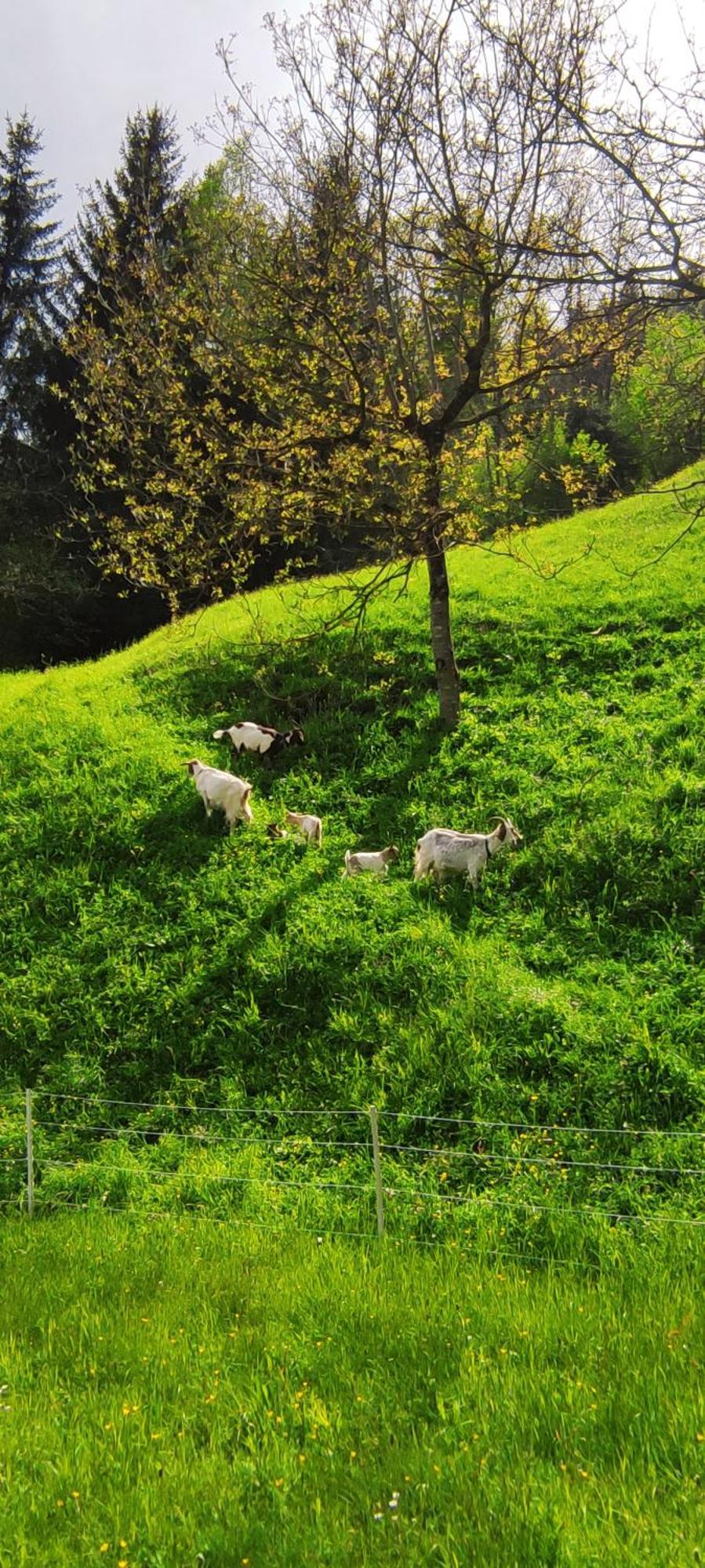Domacija Markc Zelezniki Esterno foto