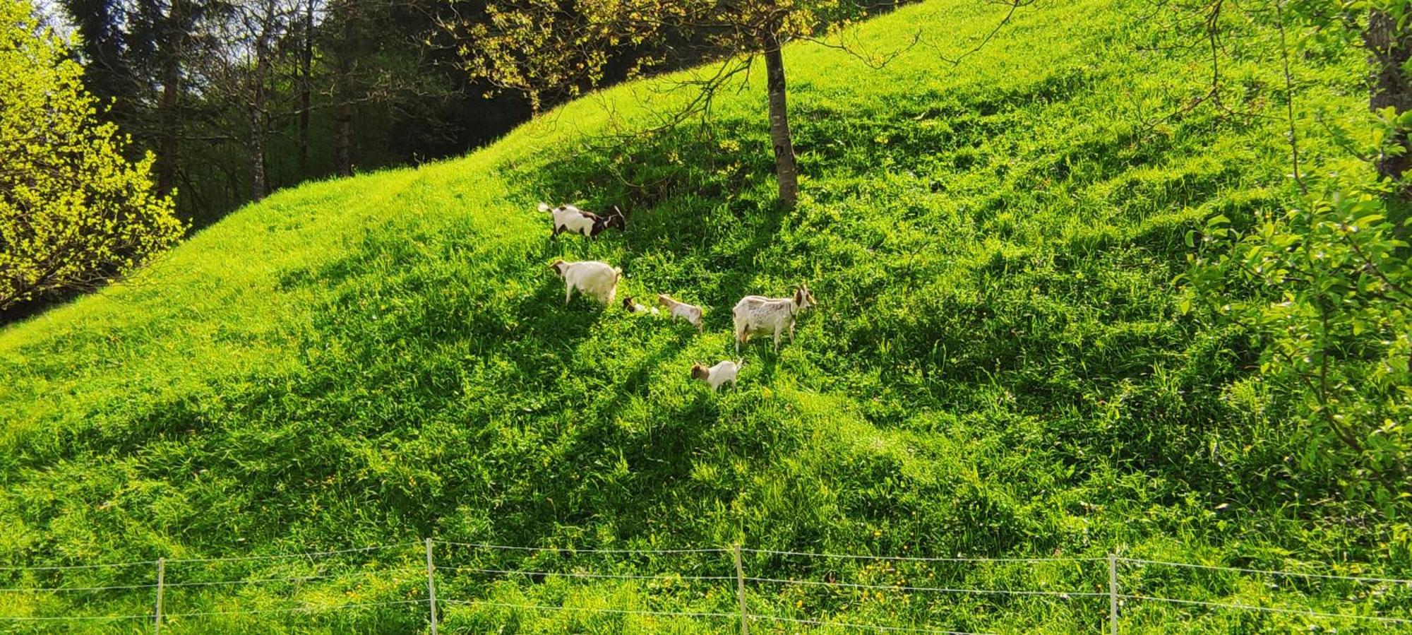 Domacija Markc Zelezniki Esterno foto